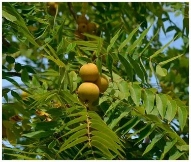 Black walnut