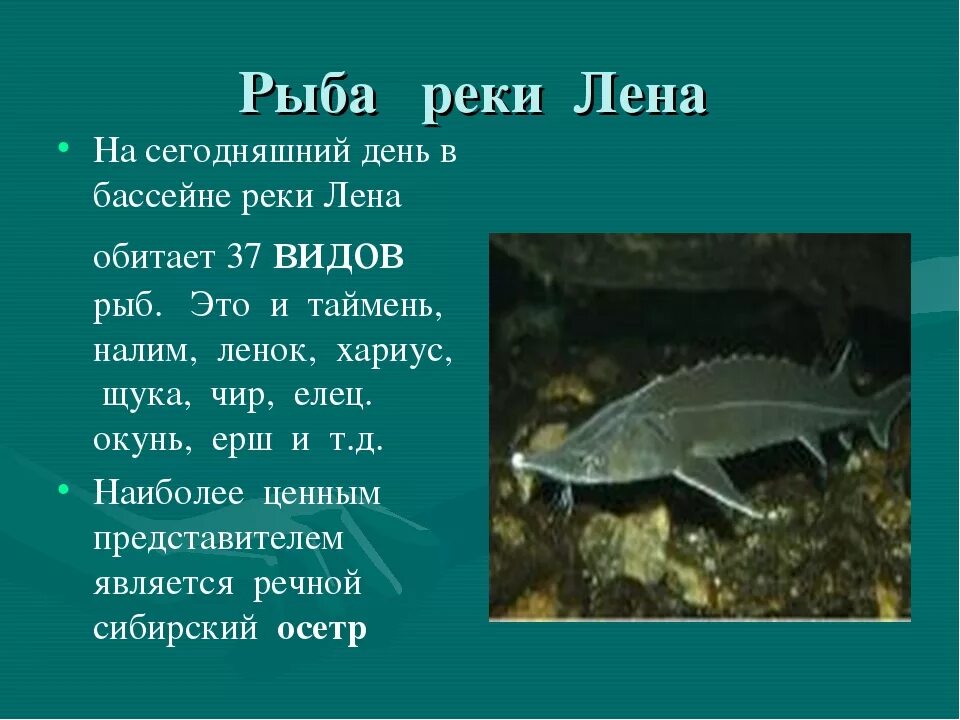 Сообщение о реке лене 4 класс. Растения и животные реки лена 4 класс. животные реки лена 4 класс. река лена рыба. какие рыбы обитают в реке лена.