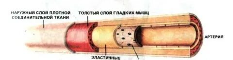Толщина артерии