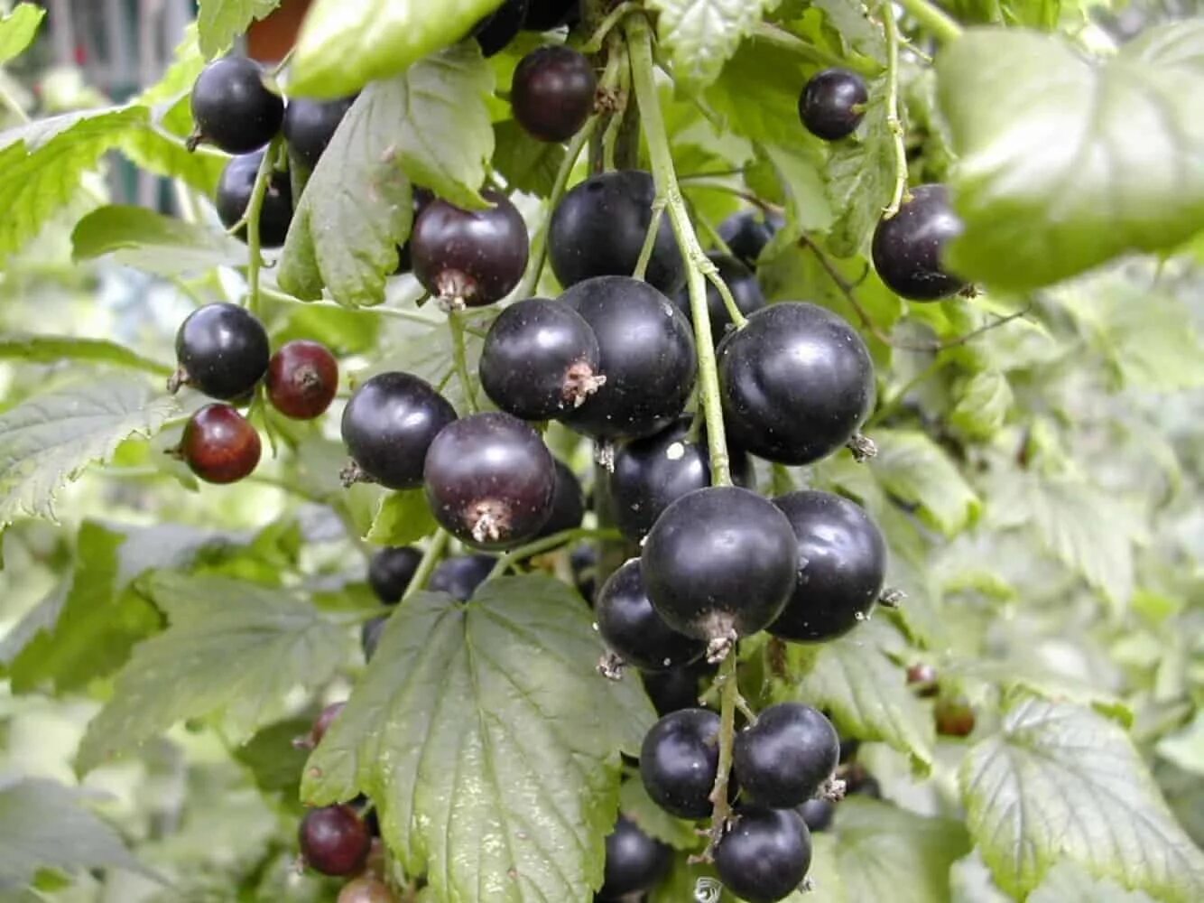 Смородина сорт голубичка. Черная смородина сорт черная жемчужина. Красная смородина в ведре. ). Смородина черная купалинка.