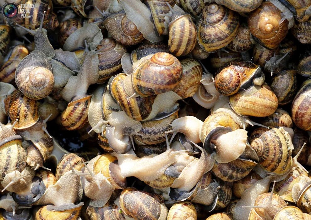 Helix pomatia виноградная улитка. Улиточная ферма в коломне. Улиточная ферма виноградных улиток. Раковина брюхоногого моллюска. Улитки улиточная ферма.