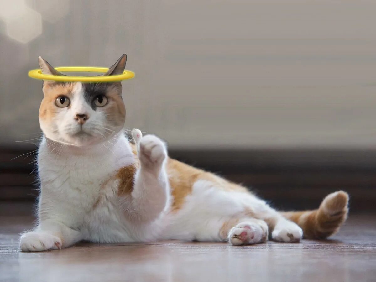 одобряющий кот. кот показывает лайк. кот ок. одобряющий кот. кот мем.