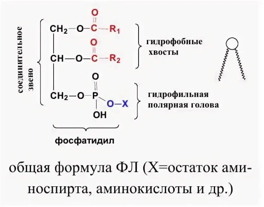 Гидрофобные части фосфолипидов. Гидрофобные головки и гидрофильные. Гидрофобная и гидрофильная часть. Гидрофобные хвосты липидов. Гидрофобные радикалы повернуты внутрь