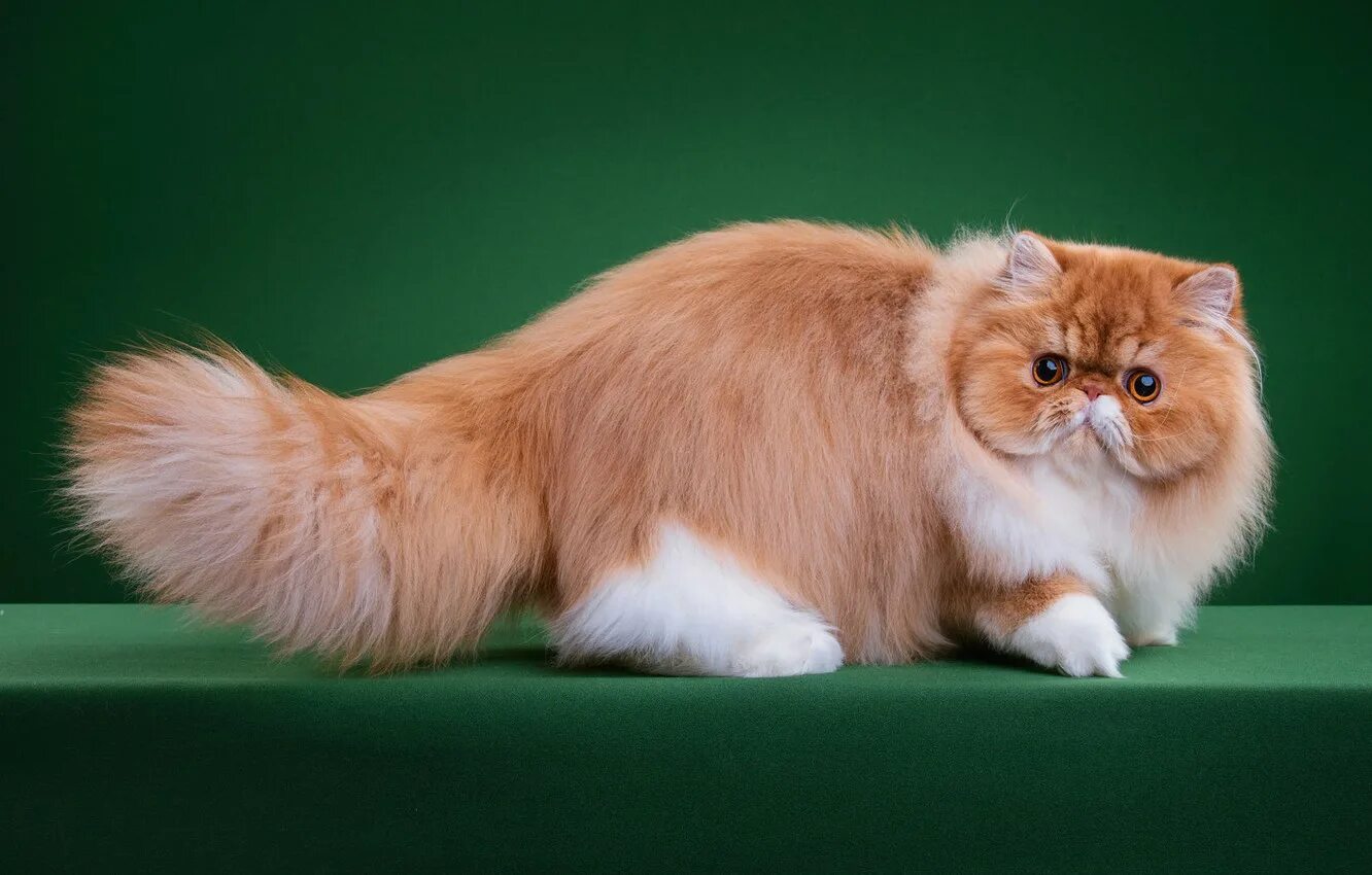Менуэт кот