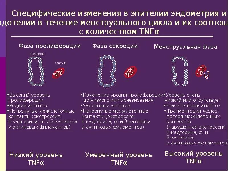 Ранняя стадия секреции эндометрия. Стадии фазы пролиферации. Фаза пролиферации и секреции. Менструальный цикл фаза пролиферации. Пролиферация менструационного цикла.