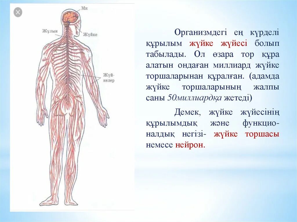 Жүйке физиологиясы презентация. Жүйке жүйесі презентация. Нерв жүйесі. Жүйке жүйесі физиологиясы презентация.