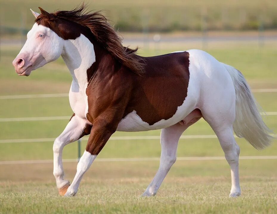 Лошадка м. Лошадь Джуан. Juan лошадь. Хуан лошадь. Quarter Horse.