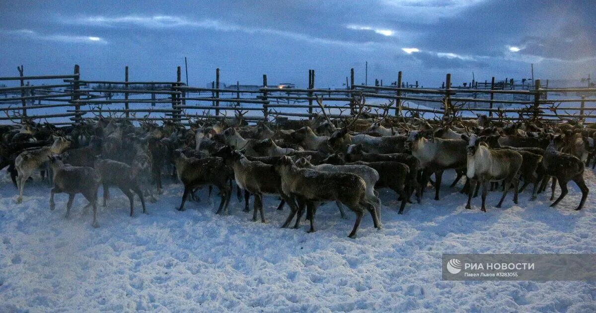 Оленеводство в Якутии. Якуты оленеводы. Оленеводческое хозяйство. Хозяйство в Арктике. Численность северного оленя