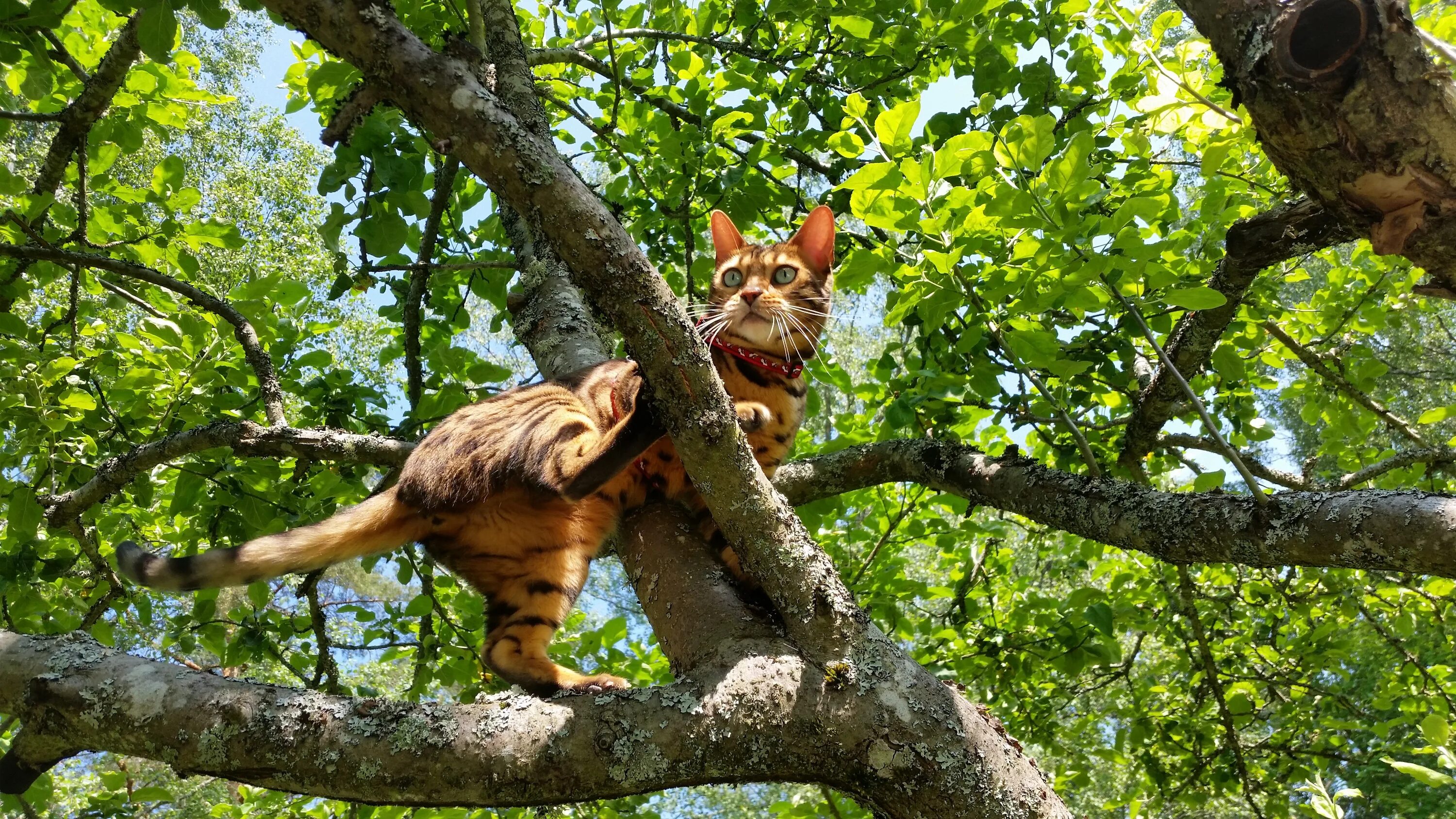 Кто живет на дереве. Кошки на дереве. Коты на деревьях. Кот карабкается на дерево. Лазать по деревьям.