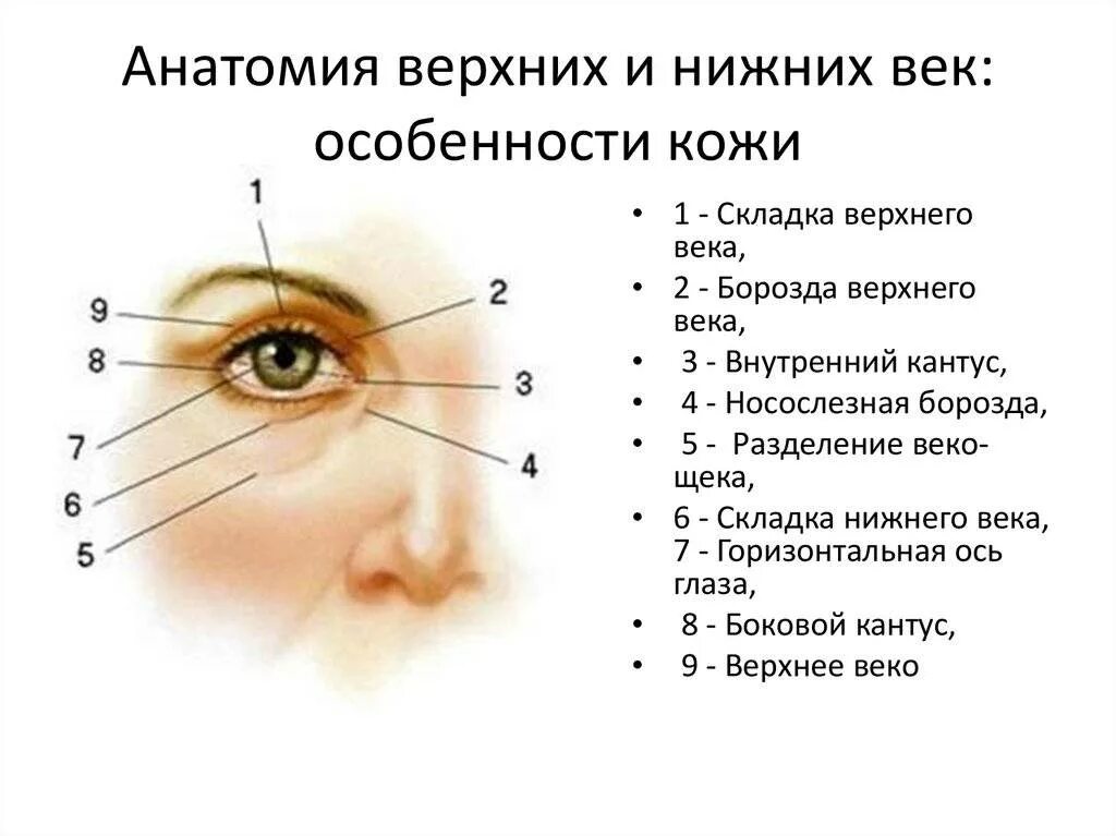 Веки являются тест. Строение глаза верхнее веко. Строение глаза верхнее и нижнее веко. Строение кожи вокруг глаз анатомия. Внутренний уголок глаза строение.