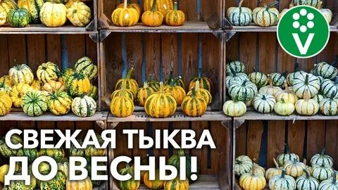 Тыкву можно хранить в холодильнике