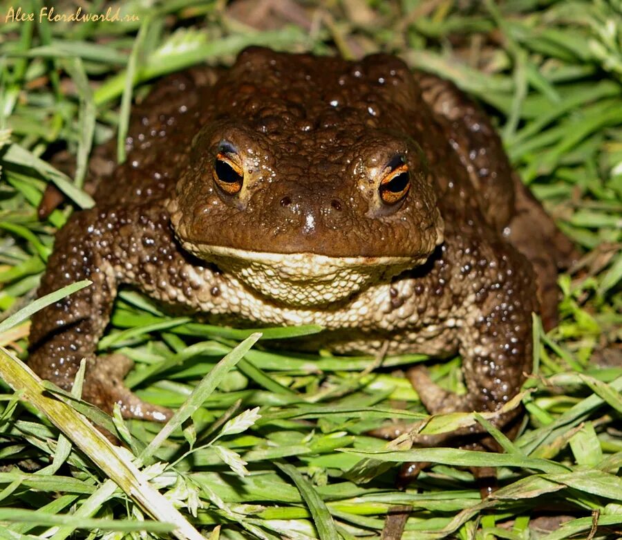 Жаба Буфо Буфо. Серая жаба Bufo Bufo. Колхидская жаба. Кавказская (Колхидская) жаба. Жабка польша