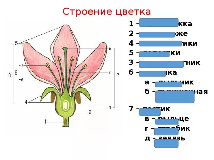 Строение цветка. Цветок строение цветка. Строение цветка биология. Схема строения цветка. Строение цветка самостоятельная