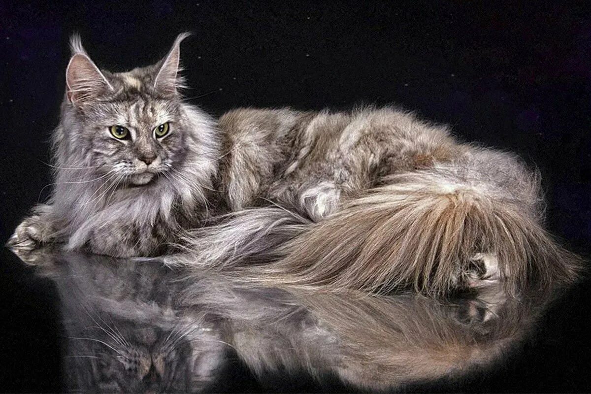 Мейн кун форум. Мейн-кун. кот мейн кун. мейн кун серый. американский мейн кун.