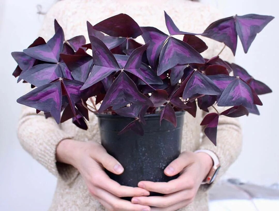 Кислица как ухаживать. Кислица треугольная (Oxalis triangularis). Кислица фиолетовая оксалис. Цветок оксалис с фиолетовыми листьями. Оксалис бургунди.
