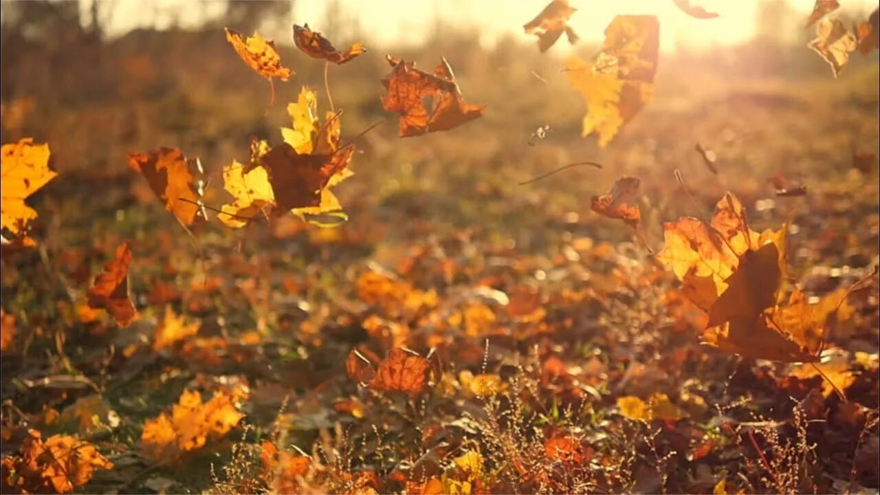 Падающие листья. Осень листопад. Падающие осенние листья. Листья кружатся. Под шум осенней желтой листвы песня
