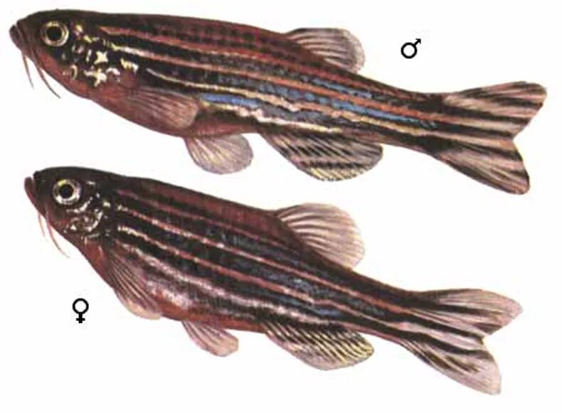 Как отличить рыбок самца от самки. Данио рерио. Данио рерио аквариумная рыбка. Данио рерио самка. Данио рерио самец.