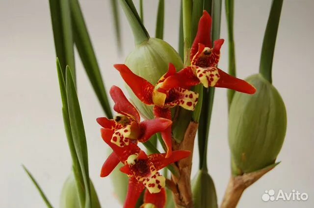 Орхидея максиллярия: особенности выращивания и уход Pot Flowers