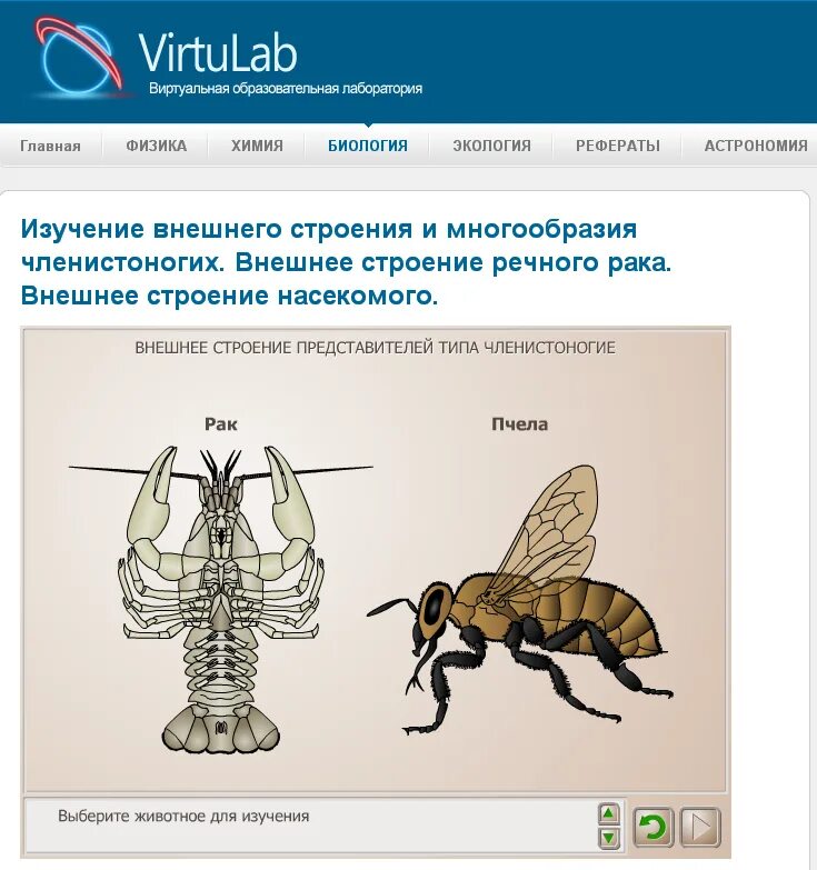 Практическая работа по биологии изучение внешнего строения