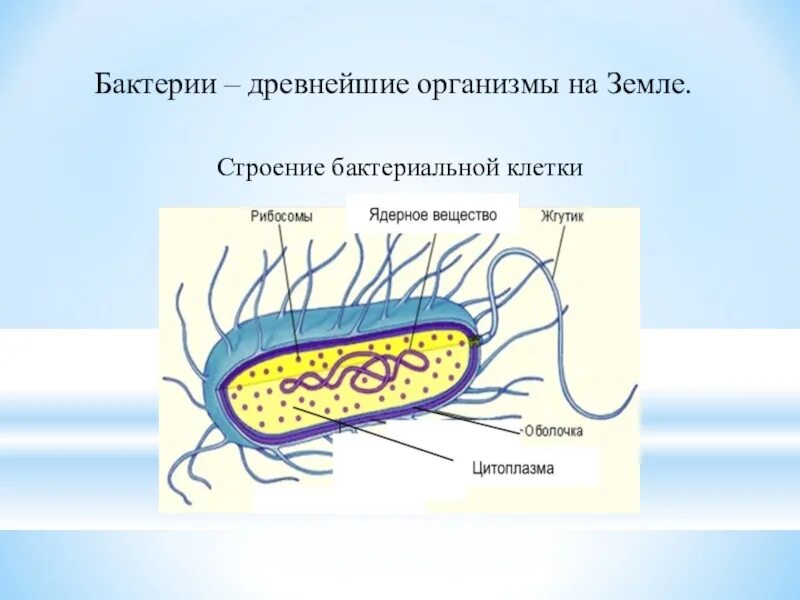 На каком рисунке изображена клетка бактерий. Строение бактериальной клетки 5 класс биология. Состав бактериальной клетки 5 класс биология. Строение клетки бактерии 5 класс. Клетка бактерии 5 класс биология.