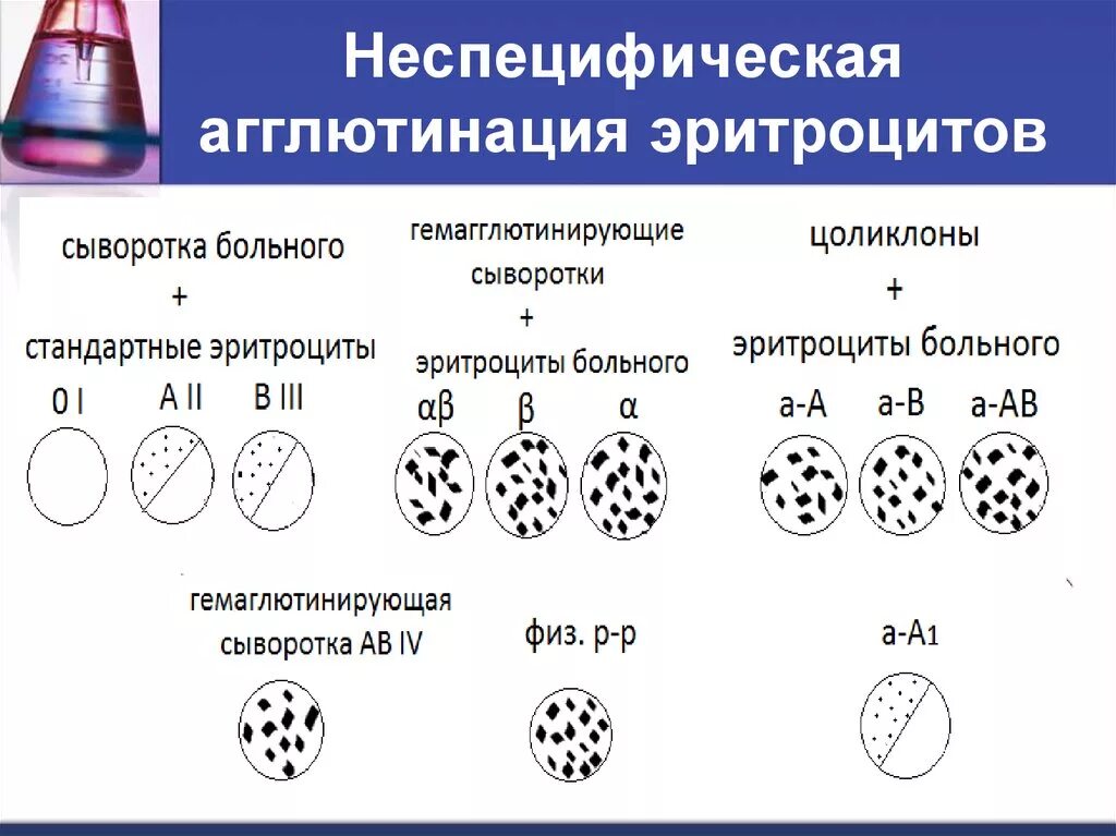 Агглютинация эритроцитов. Неспецифическая агглютинация. Агглютинация клеток крови. Неспецифическая реакция агглютинации. Реакция агглютинации эритроцитов