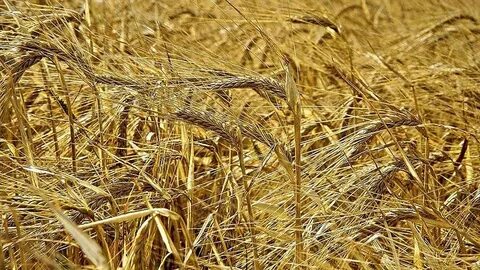 More crops