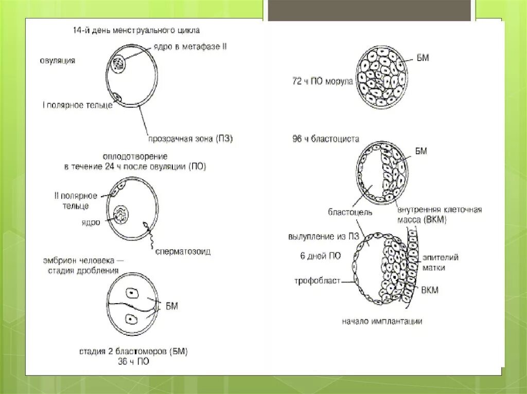 Где происходит образование яйцеклеток. Основные стадии развития плодного яйца. Стадии развития плодного яйца схема. Этапы формирования плодного яйца. Оплодотворение: этапы развития эмбриона.