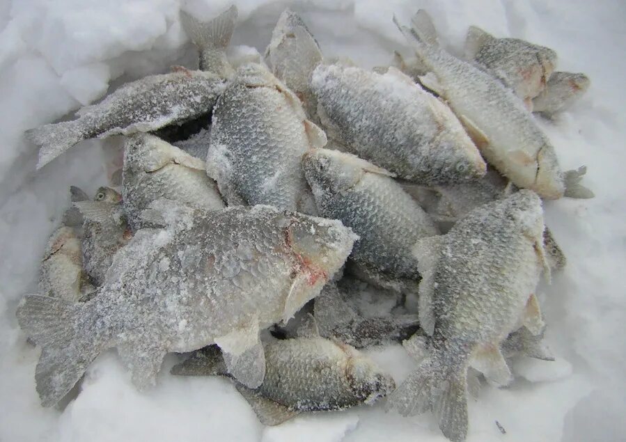 Рыбалка в курганской области. Зимняя рыбалка в Курганской области. Рыбалка 45 Курганской области. Зимняя рыбалка Курган. Зимняя рыбалка в Курганской области 2020.