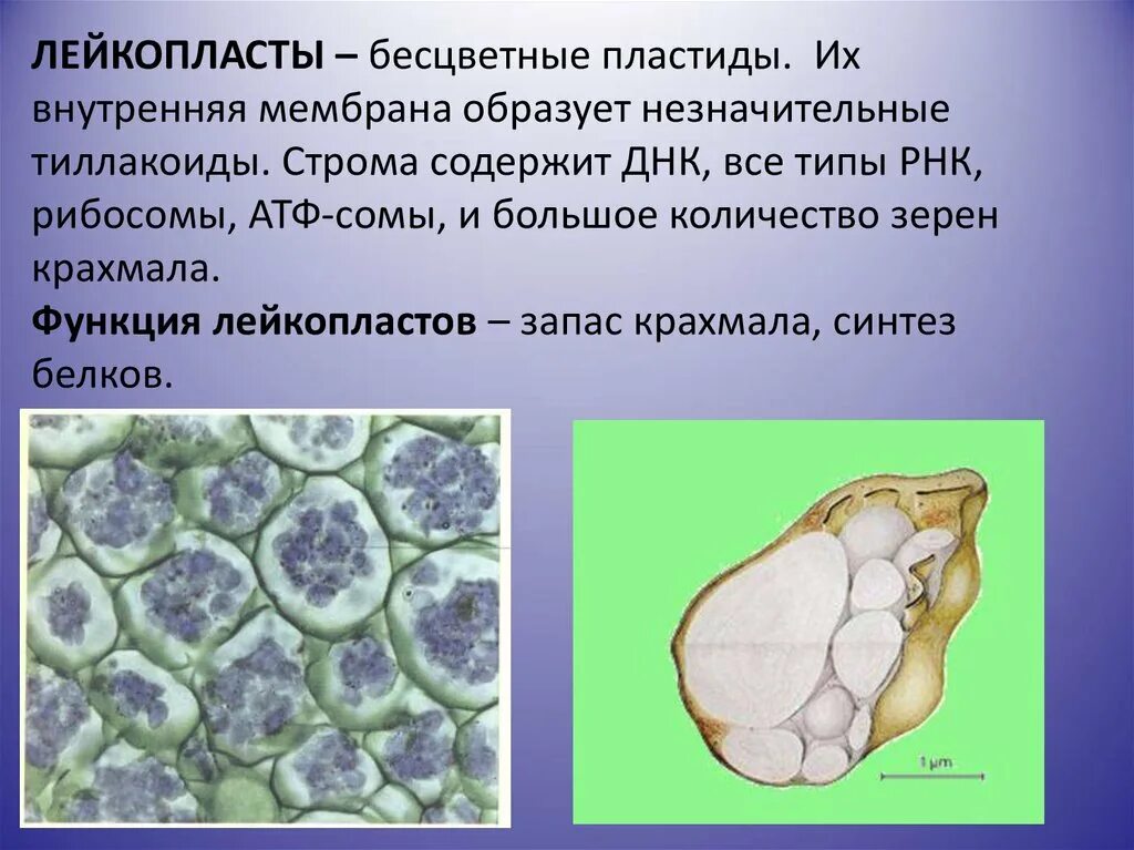 Лейкопласты амилопласты. Аминопласты это лейкопласты. Пластиды лейкопласты функции. Лейкопласты в растительной клетке