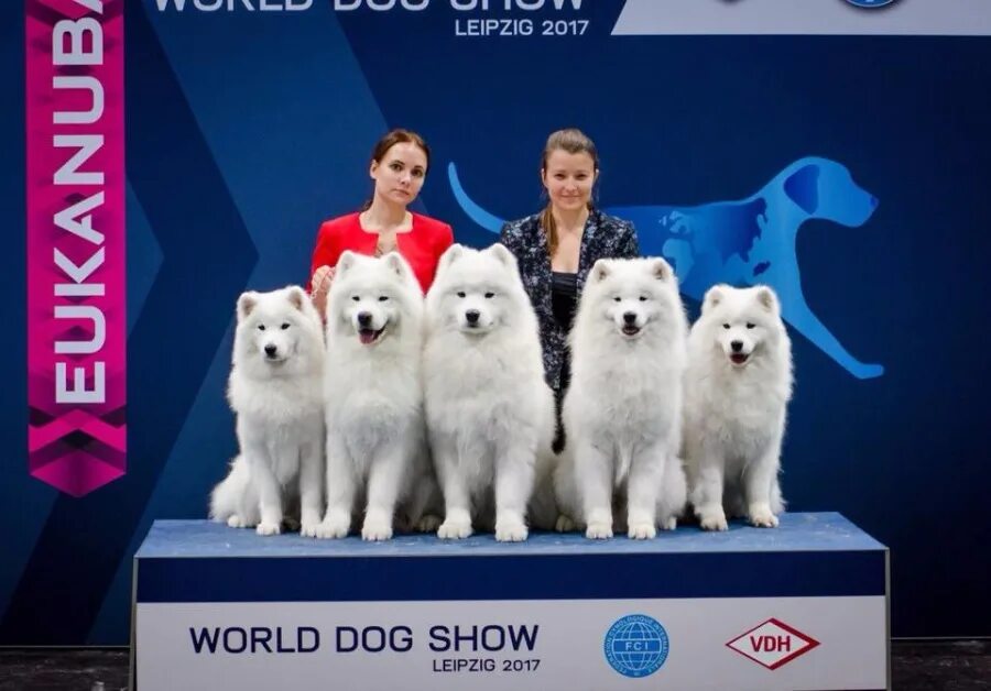 24 питомник. World Dog show. World Dog show 2016 волонтеры. Логотип World Dog show Москва 2016. Ворлд дог шоу Мадрид.