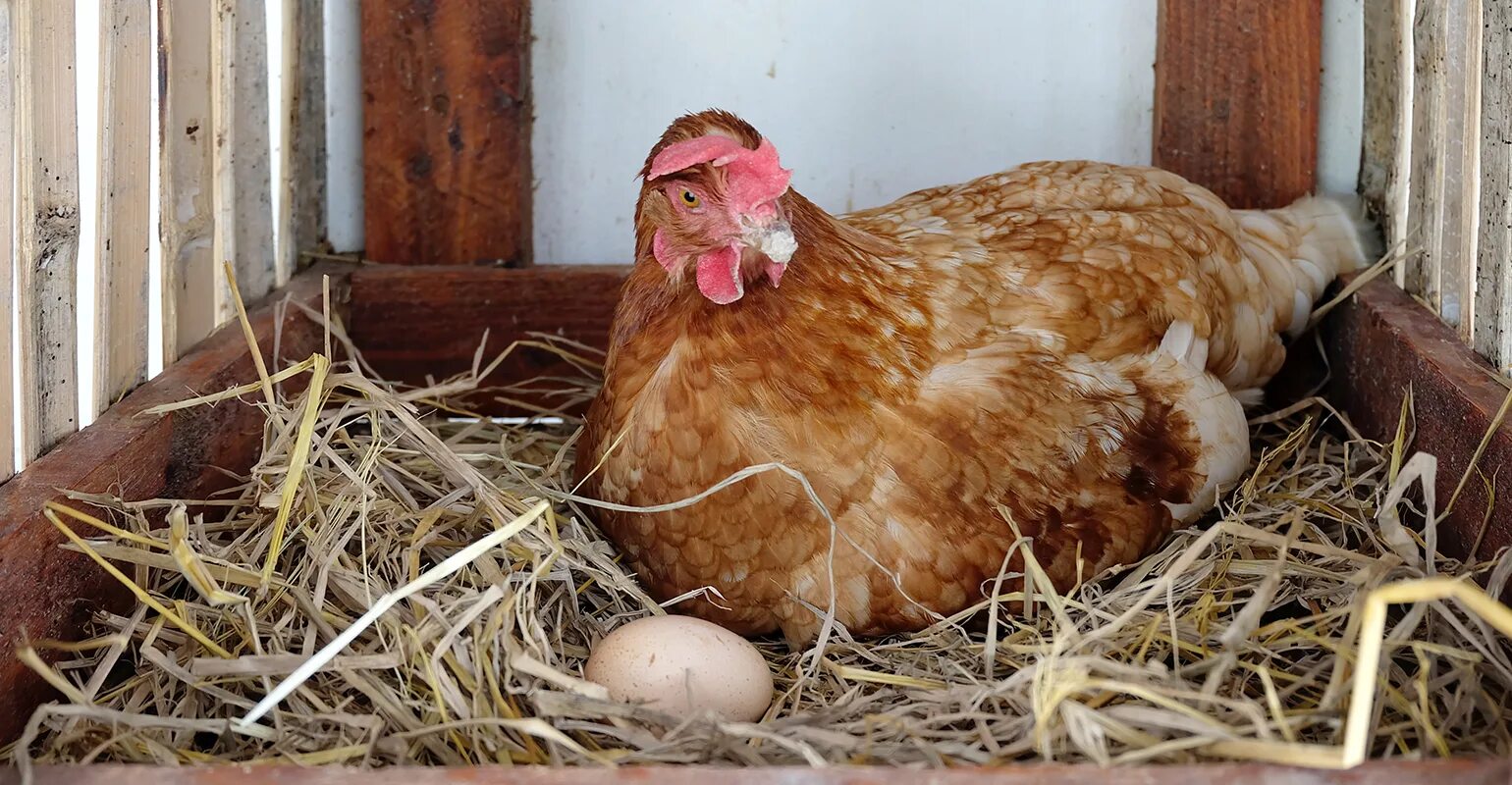 Курочка несется. Куры несут яйца. Курица высиживает яйца. Куры не несутся.