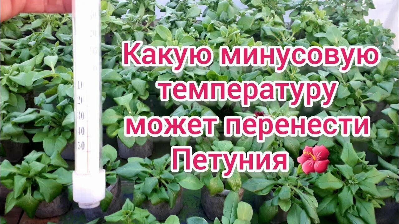 Пеларгония на улице при какой температуре. Какую температуру выдерживает петуния. Оптимальная температура для петунии. Какую температуру выдерживает петуния на улице. Петуньи при заморозках.