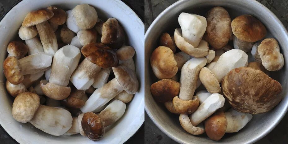 белые грибы 1кг. белый гриб в холодильнике. грибы в пакете. отваренные белые грибы. белый гриб в холодильнике.