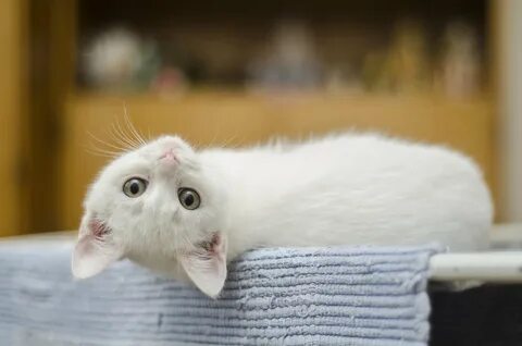 День белого кота