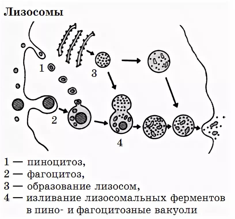 Слияние лизосомы с фагоцитозным пузырьком. Схема образования первичной лизосомы. Схема образования лизосом. Строение структура лизосомы. Образование лизосом при фагоцитозе.