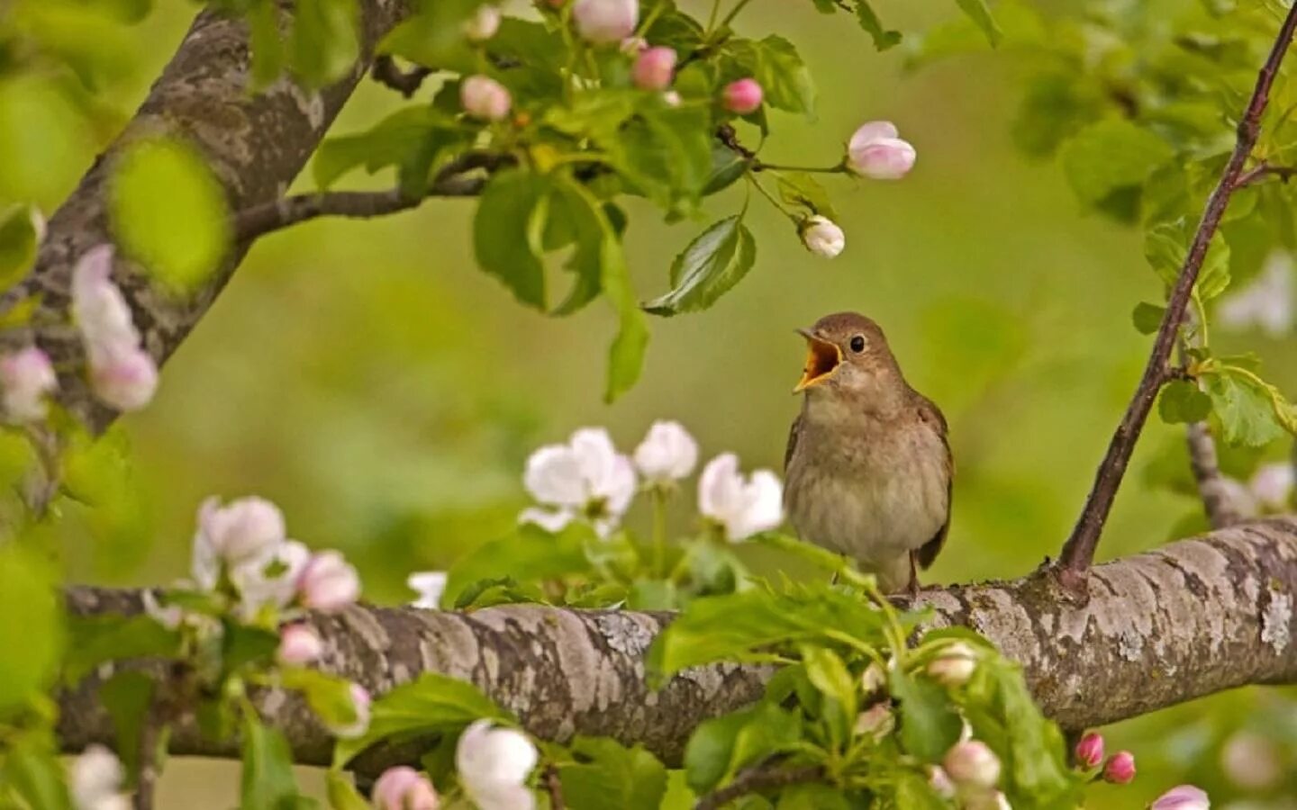 Песни птицы живых. Птица в цветущем саду. Птицы в яблоневом саду. Птицы весной.