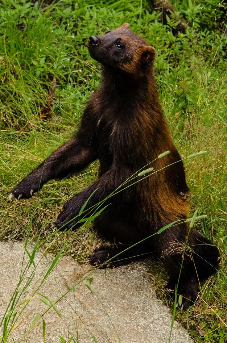 Как выглядит росомаха в жизни Wolverine Size, Habitat, & Facts Britannica