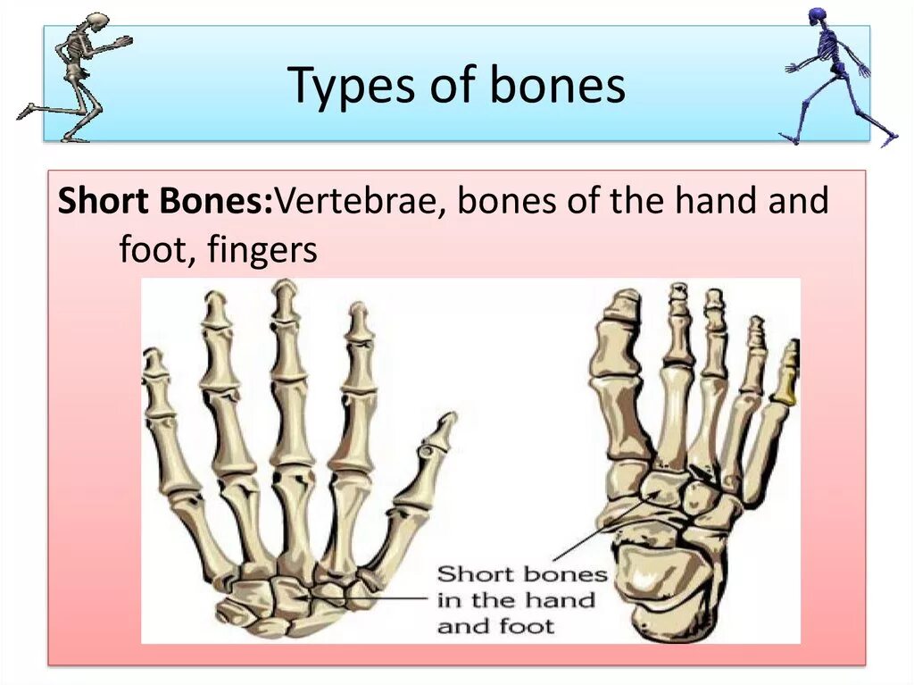 Skeleton joints. Short bones. Bones connecting. Плоский тип кости. Flat bones.