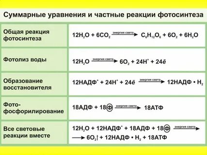 Наличие световой и темновой фазы процесса хемосинтеза