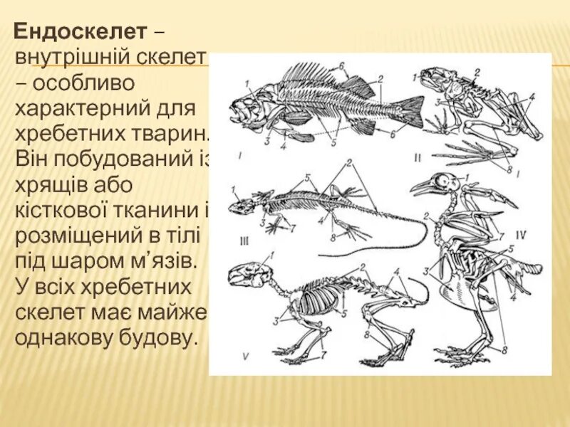 Наружный скелет и внутренний скелет. Внутрішній скелет мають. Беспозвоночные скелет. Наружный скелет беспозвоночных. В процессе эволюции позвоночник появился у