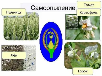 Чистые линии растений получают