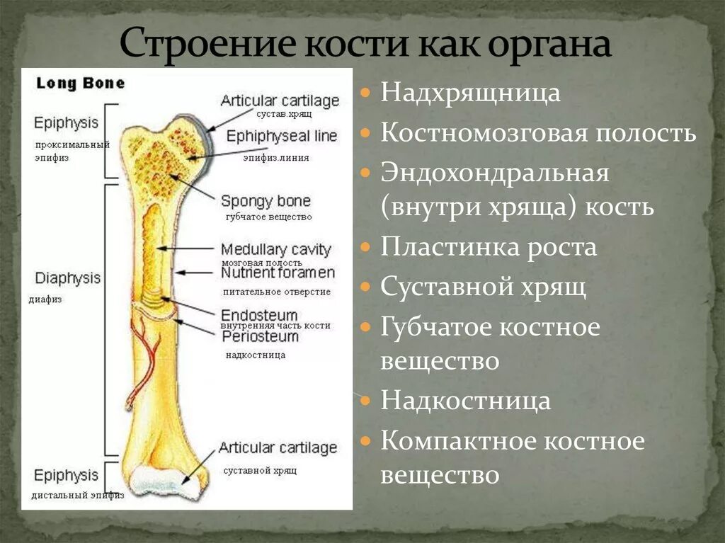 Строение кости взрослого человека. Строение трубчатой кости человека. Строение трубчатой кости на латыни. Кость строение кратко. Строение костей биология 8 класс кратко.