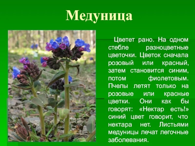 Расцветающие растения 2 класс окружающий мир рассказ