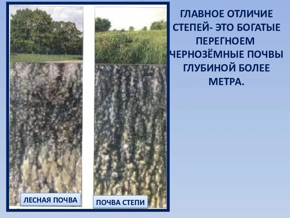 Природные зоны степи почва. Почвы степи в России. Почвы Степной зоны. Типичные почвы степи. Тип почвы в степи.
