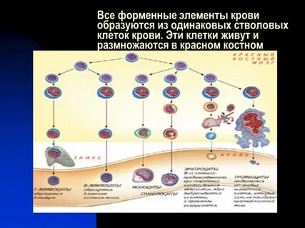 Форменные элементы образуются в костном мозге