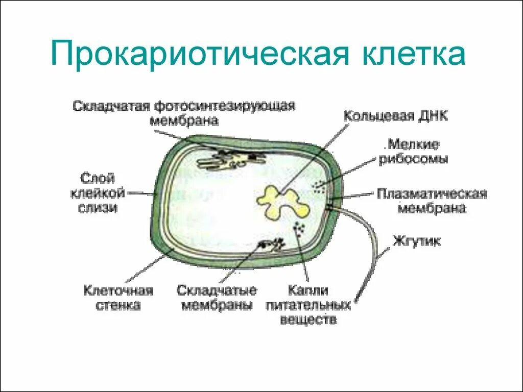 Прокариоты рисунок