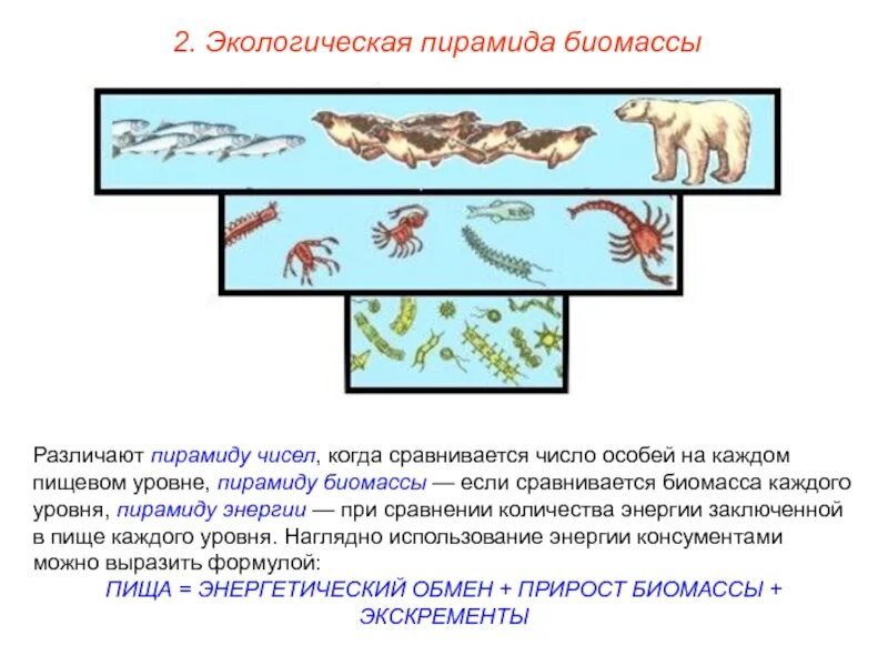 Пирамида биомасс пирамида чисел пирамида энергии. Правило пирамиды биомасс. Экологическая пирамида чисел биомассы. Экологическая пирамида чисел биомассы. Экологические пирамиды чисел биомассы энергии.