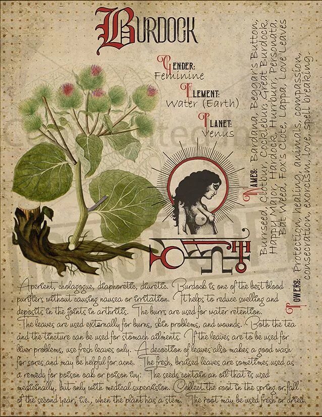 Оформление магической книги. Магические растения и травы. Что можно записать в травник ведьмочки. Чтоинаписать в травник. Гримуар травяной ведьмы.