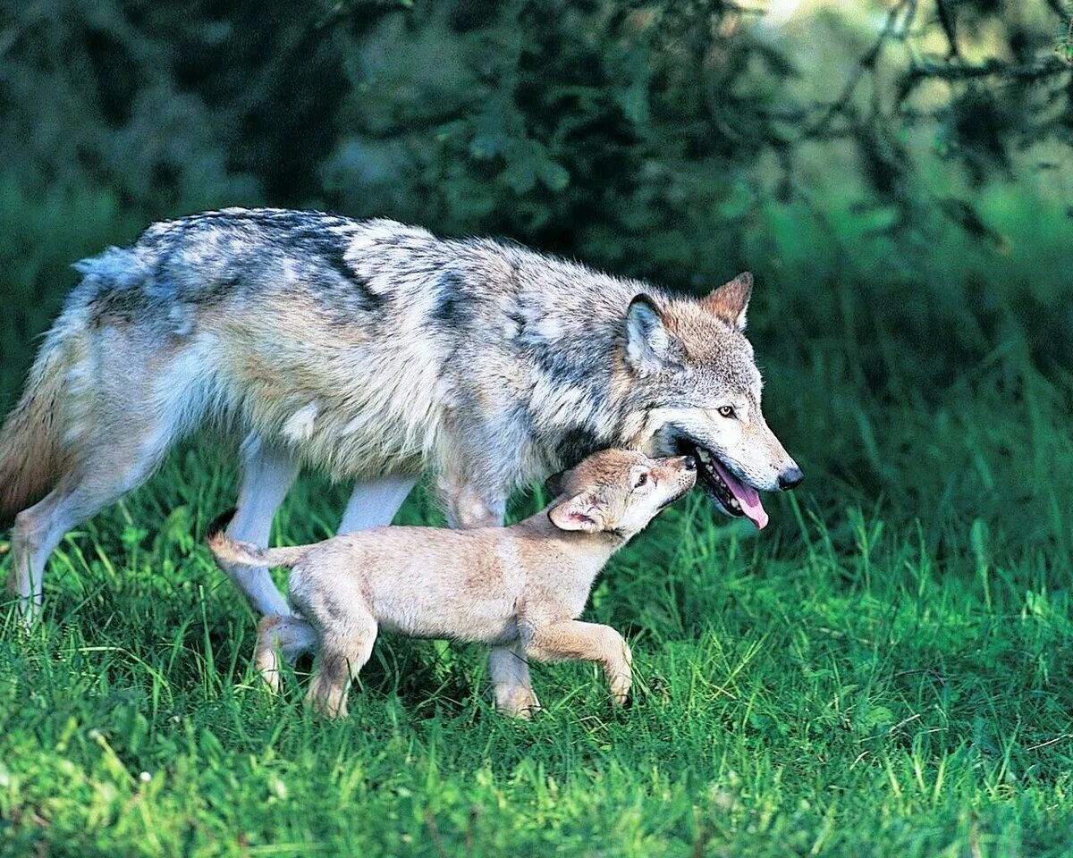 Волк волчица и Волчонок. Макензенский волк. Волк с волчицей и волченком. Волчица с волчатами.