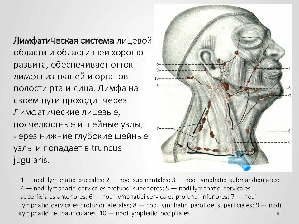 Лимфоотток шеи. Лимфатическая система лица схема. Лимфатическая система лица анатомия. Лимфосистема и лимфоузлы. Лимфоотток шеи.